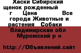 Хаски Сибирский (щенок рожденный 20.03.2017г.) › Цена ­ 25 000 - Все города Животные и растения » Собаки   . Владимирская обл.,Муромский р-н